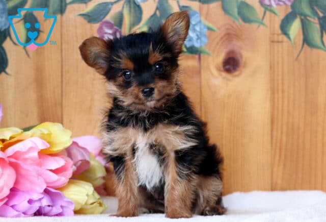 Friendly Yorkie2 image