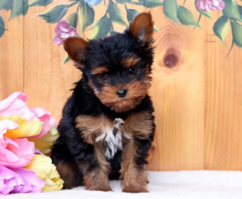 Frisky Yorkie