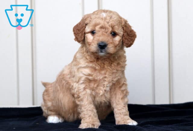George Goldendoodle image