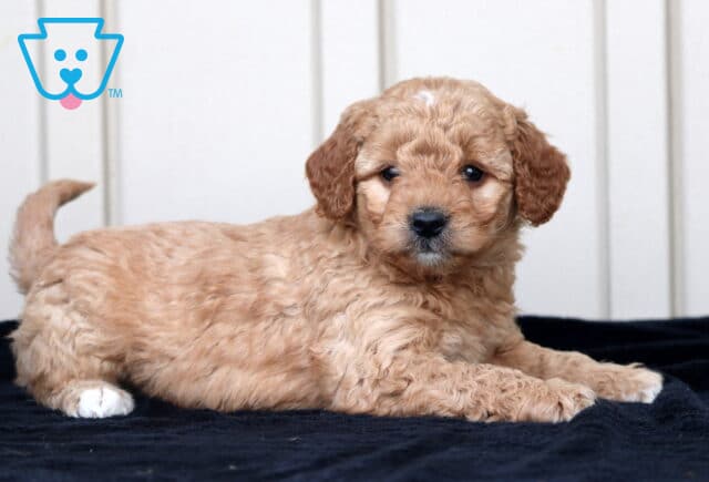 George Goldendoodle2 image