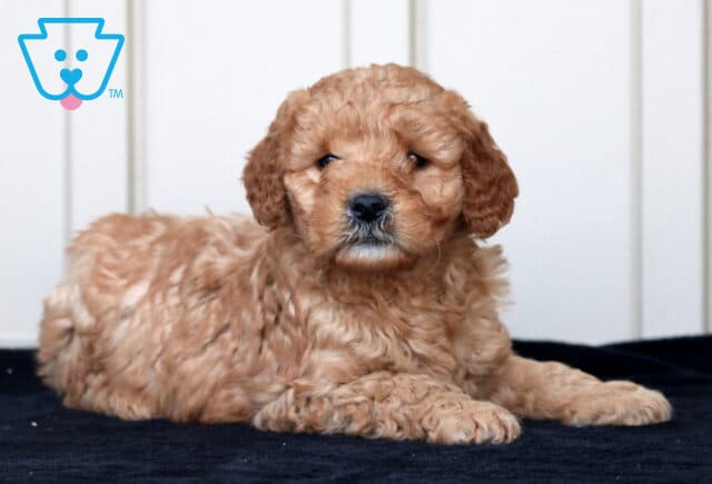 Gino Goldendoodle image