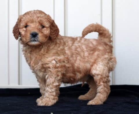 Gino Goldendoodle2