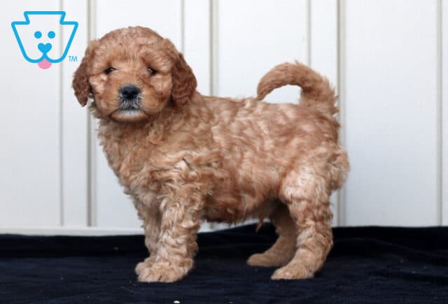 Gino Goldendoodle2 image