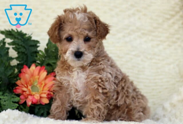 Gracie Toy Poodle image