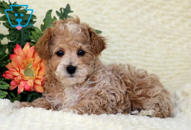 Gracie Toy Poodle2 image
