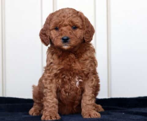 Graham Goldendoodle