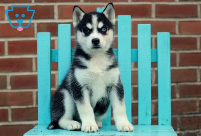 Happy Husky image