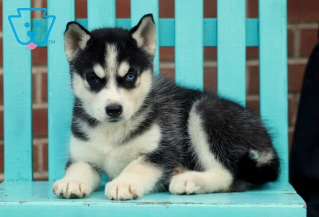 Happy Husky2 image