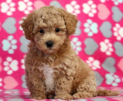 Hazel Bichpoo2