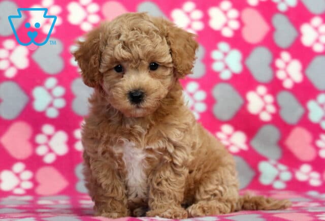 Hazel Bichpoo2 image