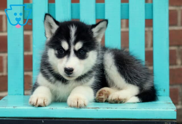 Hazel Husky image