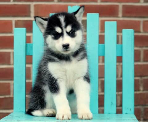 Hazel Husky2