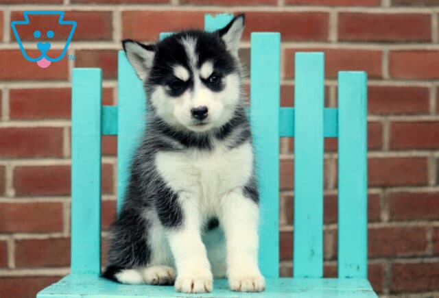 Hazel Husky2 image