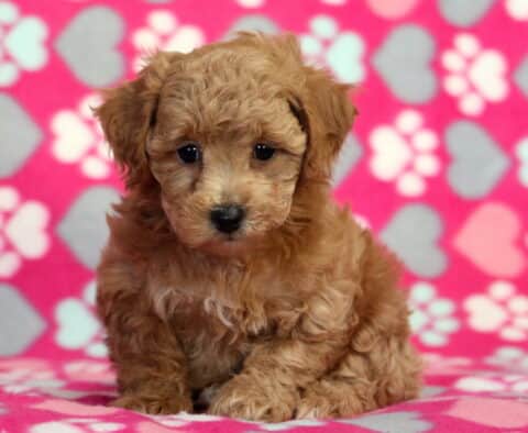 Heaven Bichpoo2