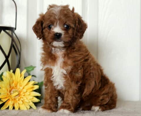 Hillary Cavapoo2
