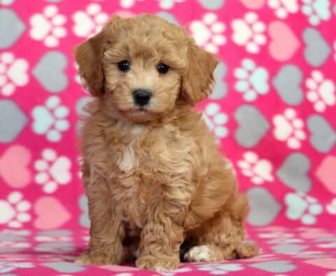 Honey Bichpoo2