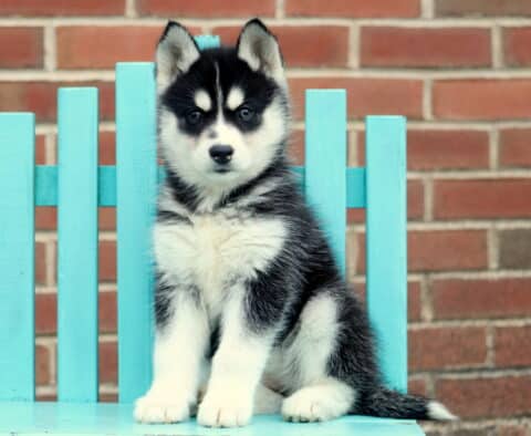 Honey Husky