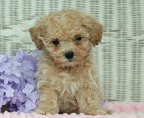 Hope Shihpoo2