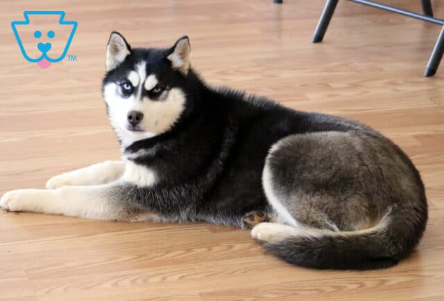 Jayla Husky image
