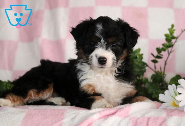Jayla Mini Aussiedoodle2 image