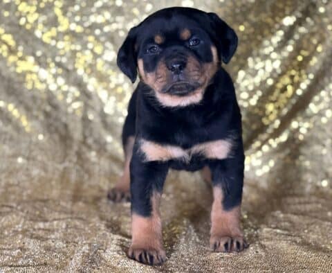 Jewel Mini Rottweiler