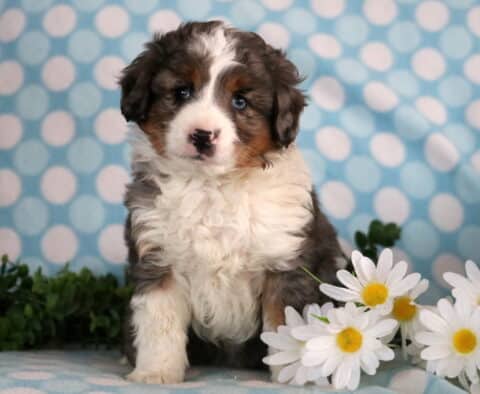 Jojo Mini Aussiedoodle