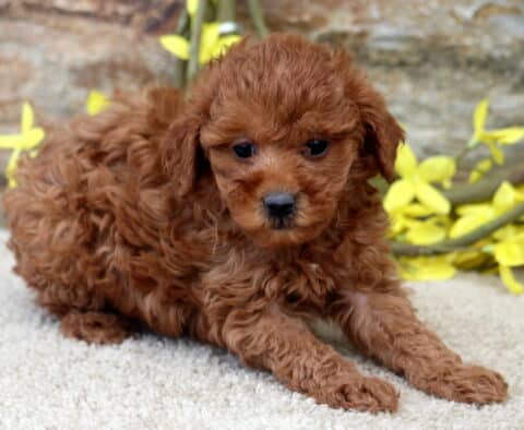 Kat Mini poodle