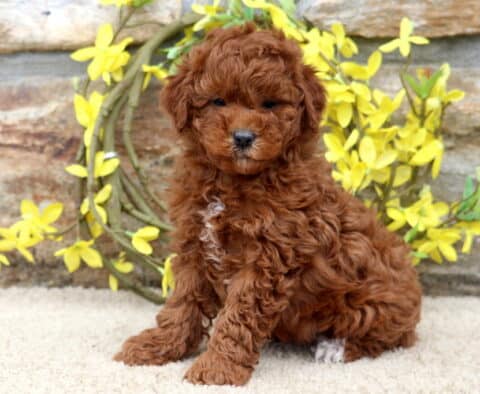 Kendrick Mini Poodle