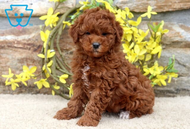 Kendrick Mini Poodle image