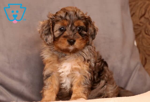 Kimmy Cavapoo image