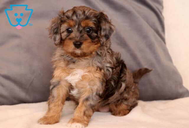 Kimmy Cavapoo2 image
