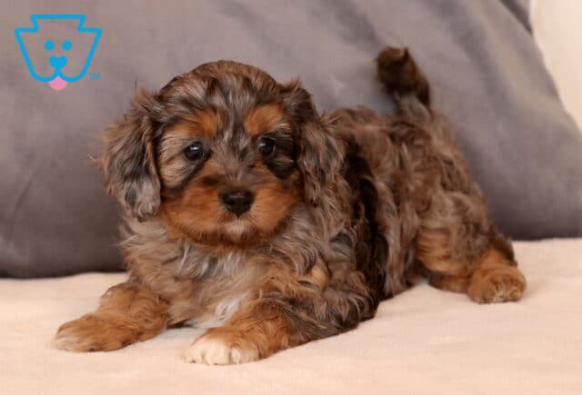 Kimmy Cavapoo3 image