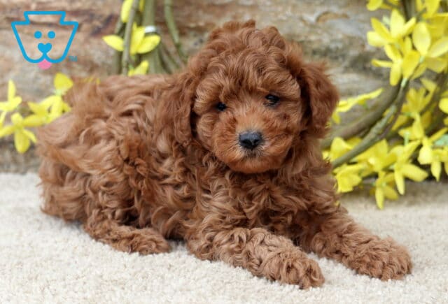 Kira Mini Poodle image