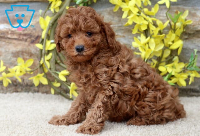 Kira Mini Poodle2 image
