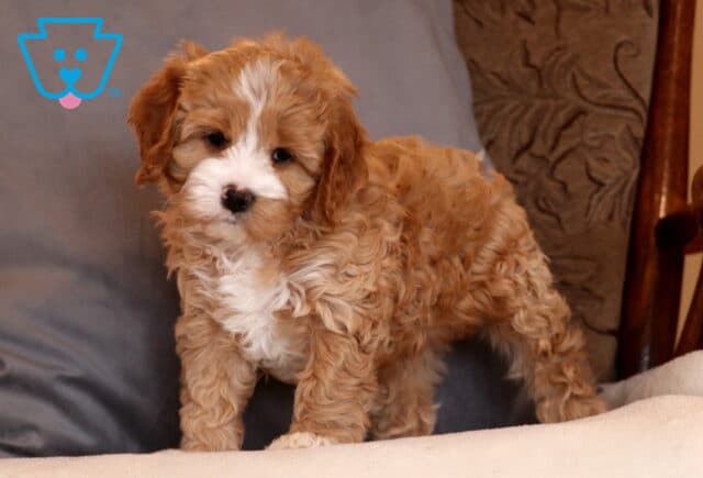 Kit Kat Cavapoo image
