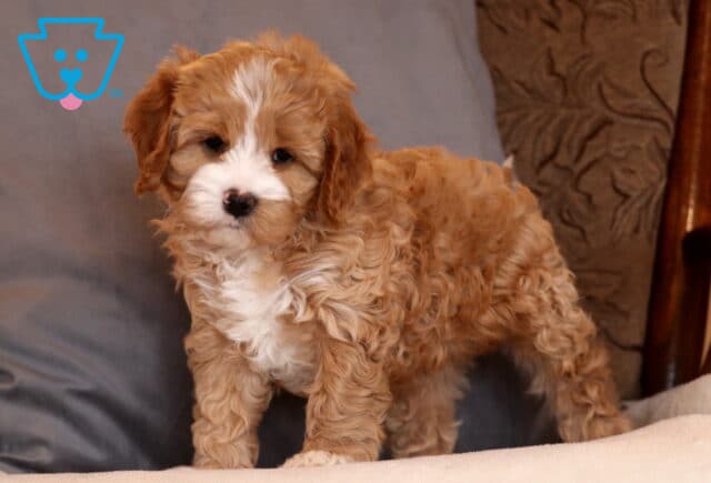 Kit Kat Cavapoo2 image
