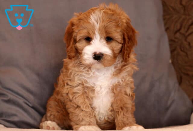 Kit Kat Cavapoo3 image