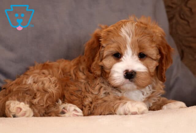 Kit Kat Cavapoo4 image