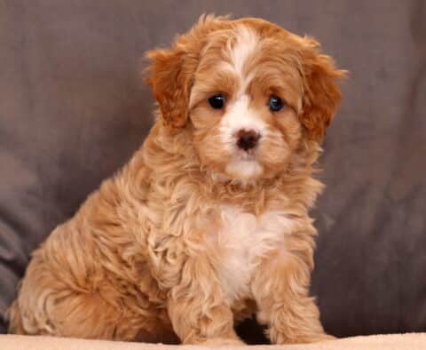 Kiwi Cavapoo