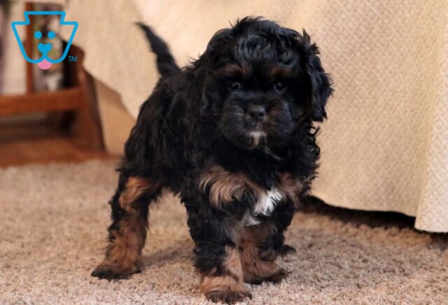 Kloe Cavapoo image