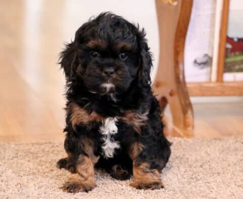 Kloe Cavapoo2