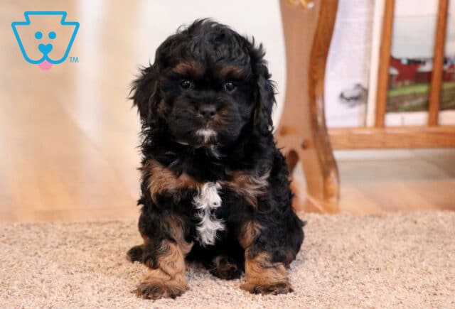 Kloe Cavapoo2 image