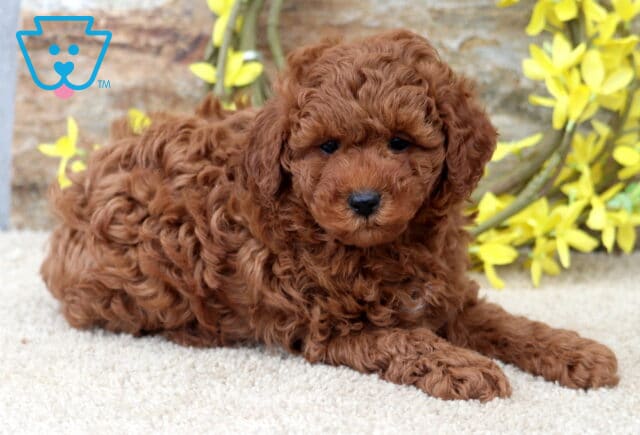 Kyle Mini Poodle image