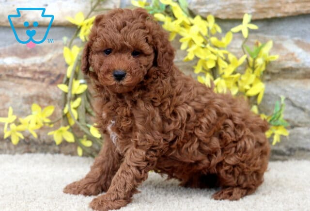 Kyle Mini Poodle2 image