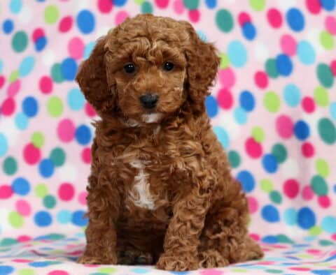 Lady Mini Poodle2