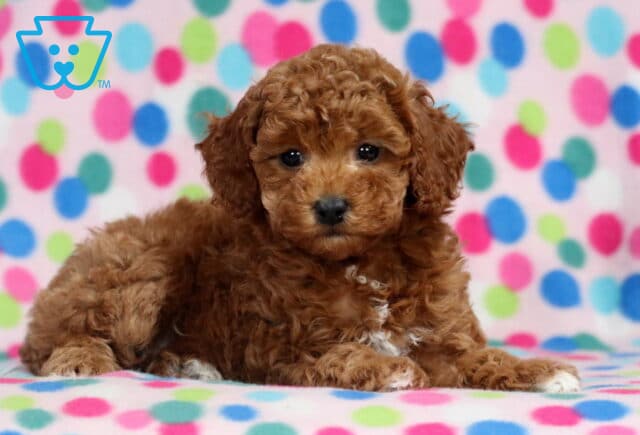Leah Mini Poodle image