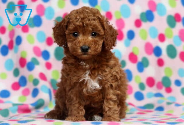 Leah Mini Poodle2 image