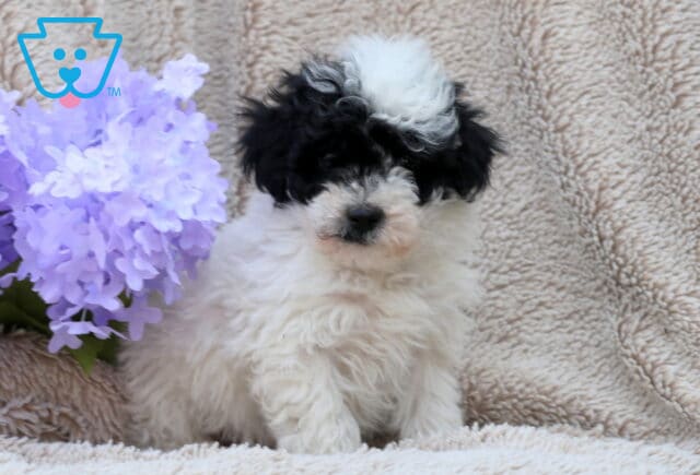 Lenny Mini Poodle image