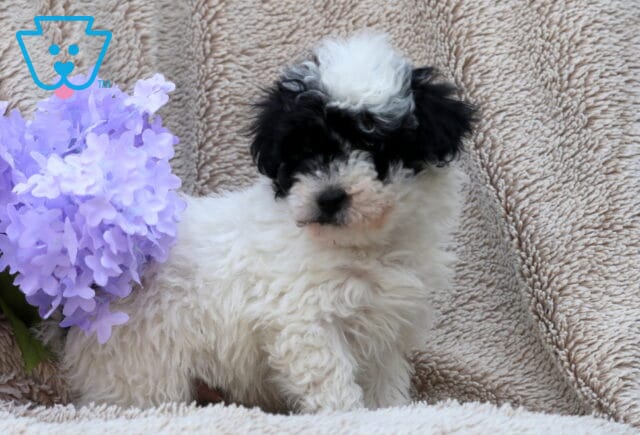Lenny Mini Poodle2 image