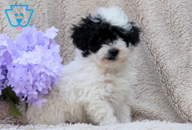 Lenny Mini Poodle3 image